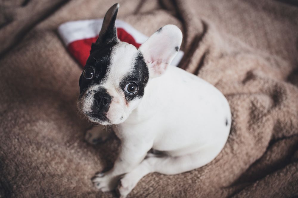 Curiosidades y datos interesantes de los cachorros de Bulldog France?s