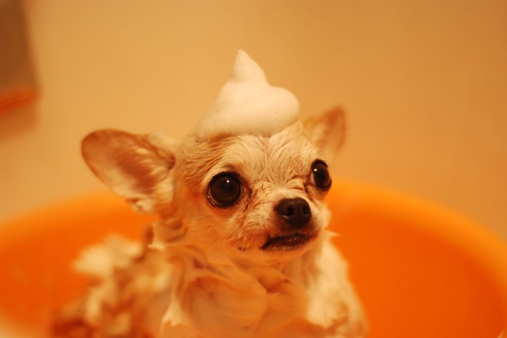 Curiosita? e curiosita? sul Chihuahua