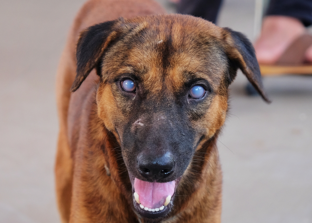 Blue,Eyes,Or,Uveitis,Due,To,Blood,Parasite,E canis,In