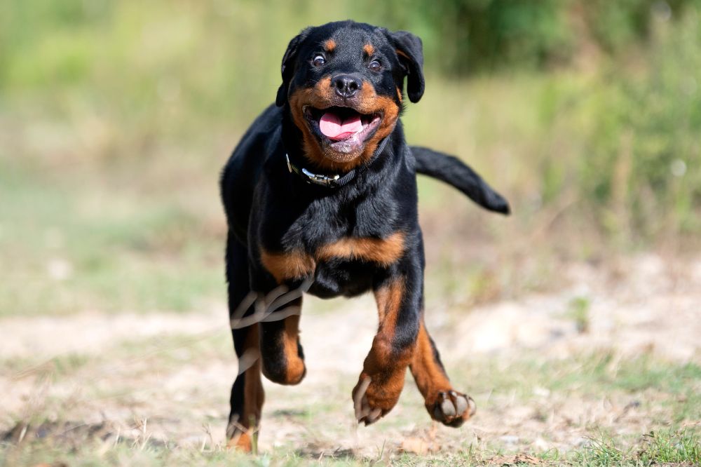 Descrizione generale della taglia del Rottweiler e dell'aspetto