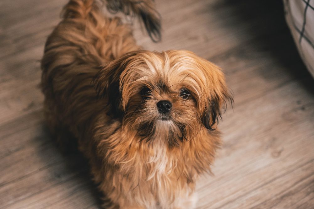 Descubre las curiosidades ma?s asombrosas de los Shih Tzu