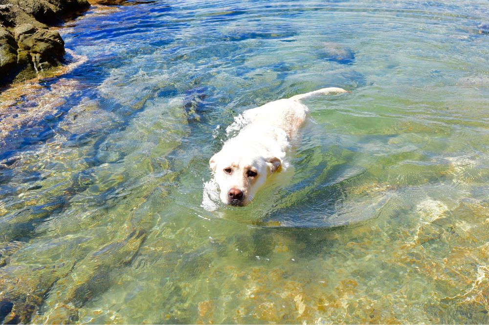 Eccezionale abilita? in acqua