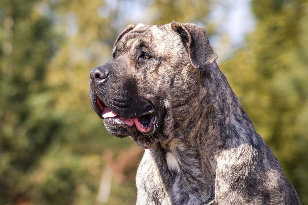 Esigenze alimentari della Presa Canario