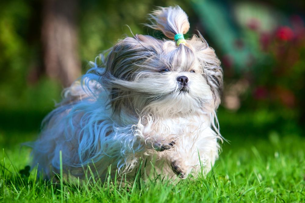 Esigenze alimentari dello Shih Tzu