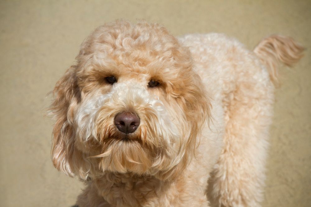 FAQ sur le Goldendoodle