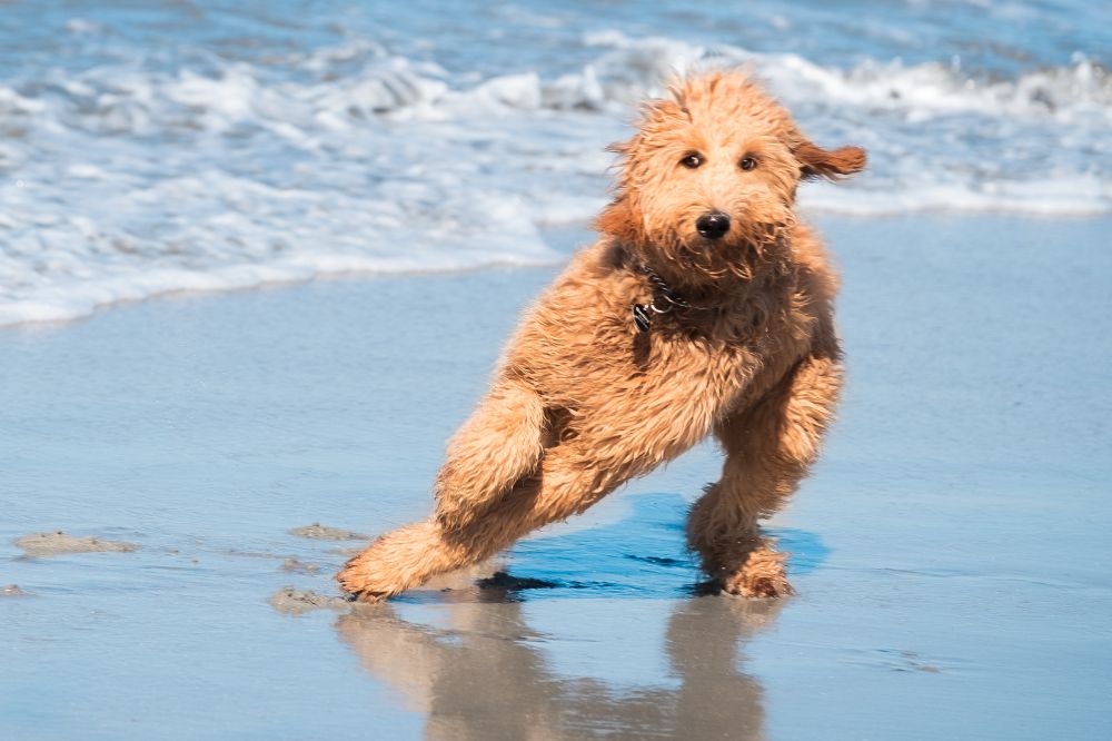 Fai attenzione alle porzioni e alla frequenza quanto dovrebbe mangiare il Goldendoodle