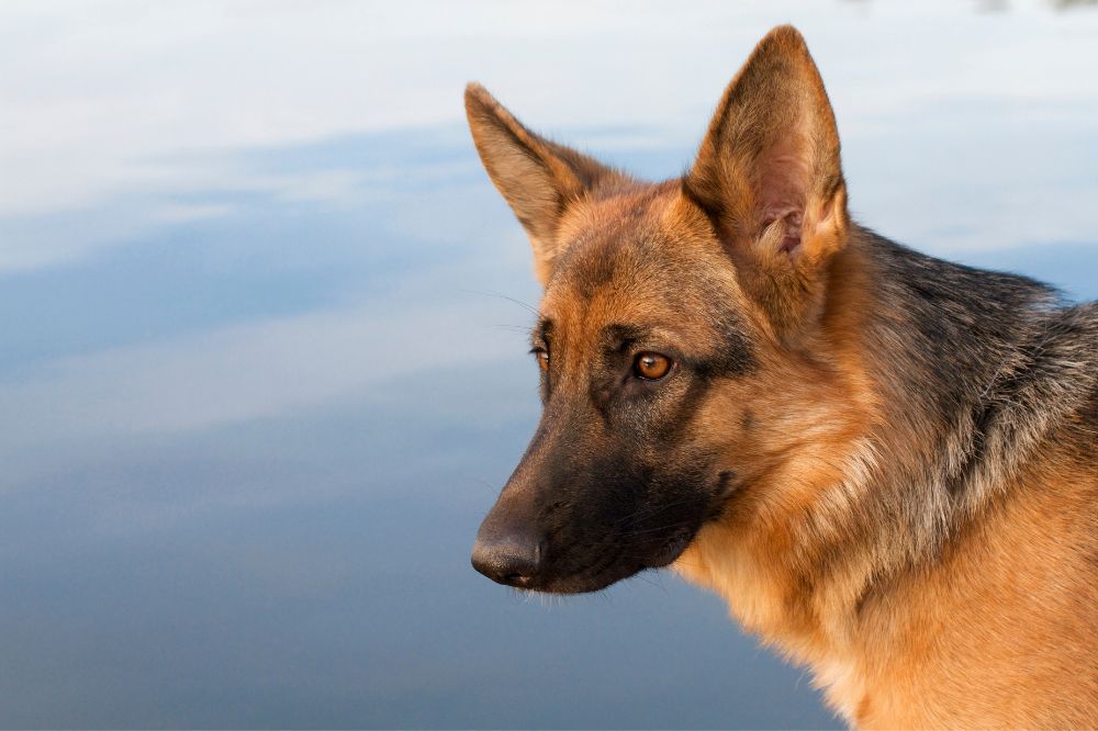 Il pastore tedesco e? tra le razze canine piu? richieste a livello mondiale