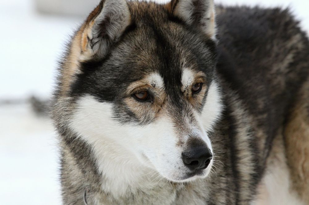 Noto come il cane del ghiaccio
