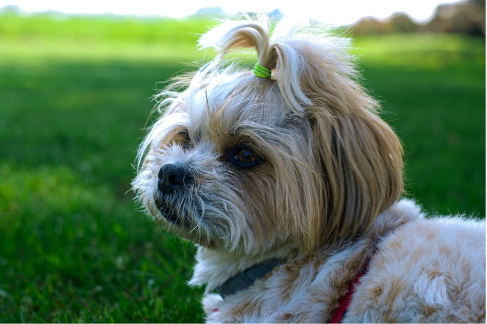 Origen e historia del Shih Tzu