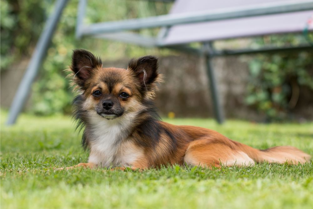 Ostentan el ti?tulo del perro ma?s diminuto del mundo