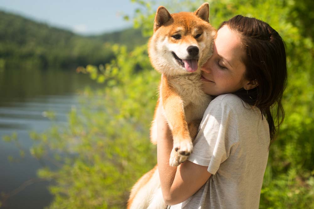 Personaggio Shiba Inu