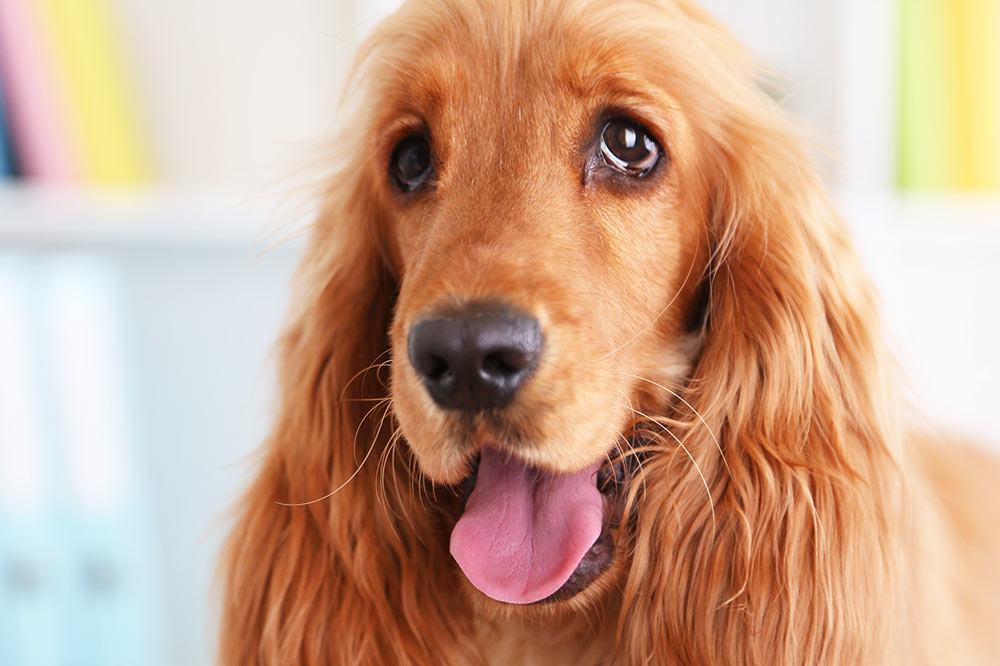 Problemi di Cocker Spaniel Inglese