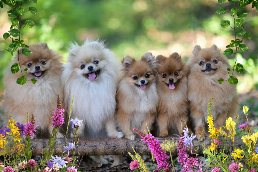 Reduccio?n de taman?o los cruces que hicieron al Pomerania diminuto