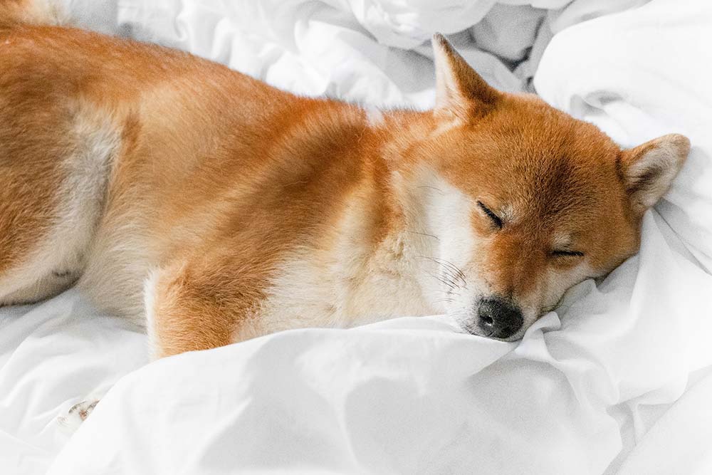 Shiba Inu addormentato