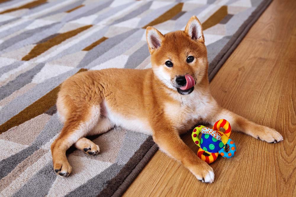 Shiba Inu adotta