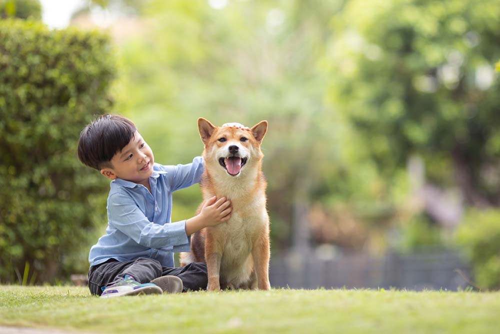 Shiba Inu bambini