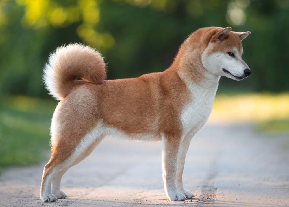 Shiba Inu caratteristiche fisiche