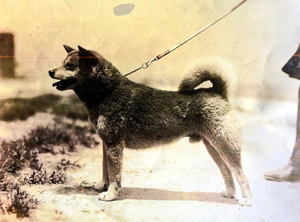Shiba Inu storia