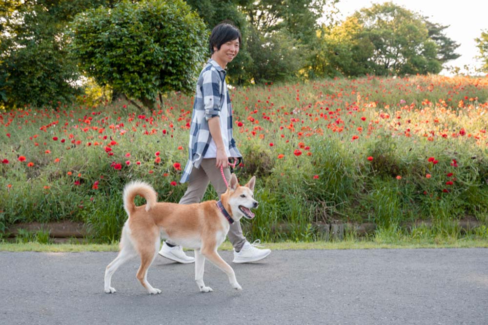 Shiba inu fa una passeggiata