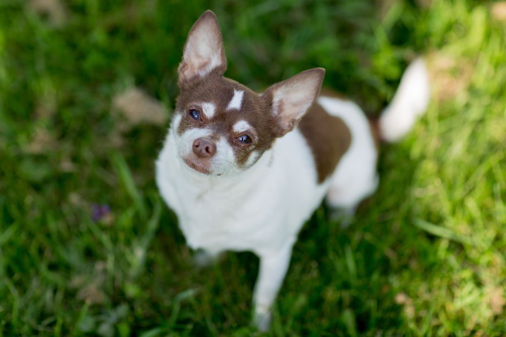 Vantaggi dell'alimentazione naturale per il Chihuahua