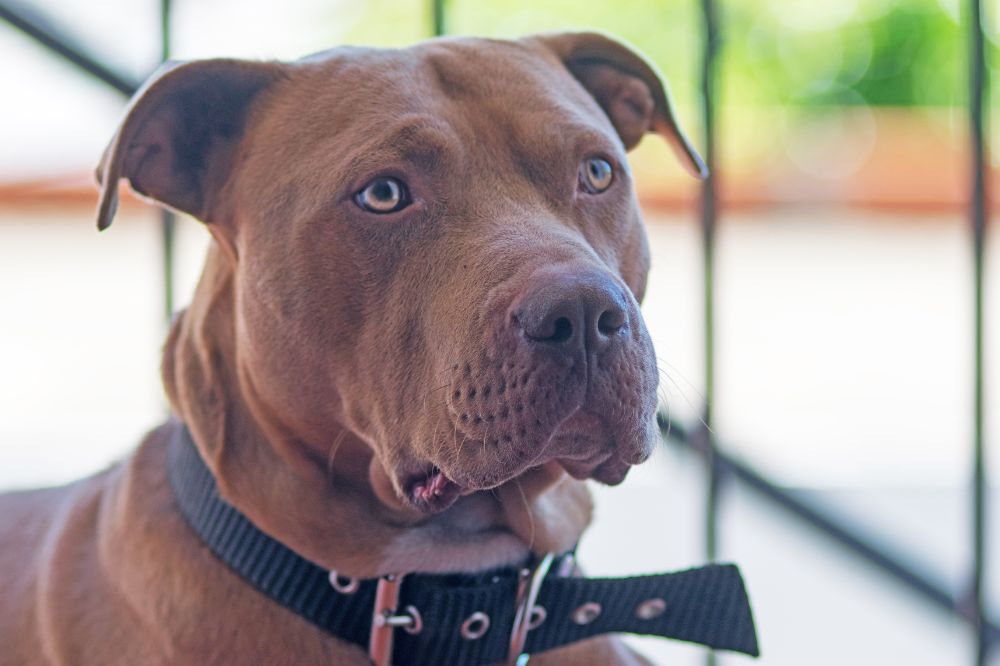 Vantaggi dell'alimentazione naturale per l'American Pit Bull Terrier