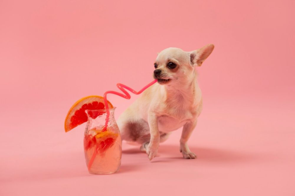 qual e? la durata media della vita di un chihuahua?