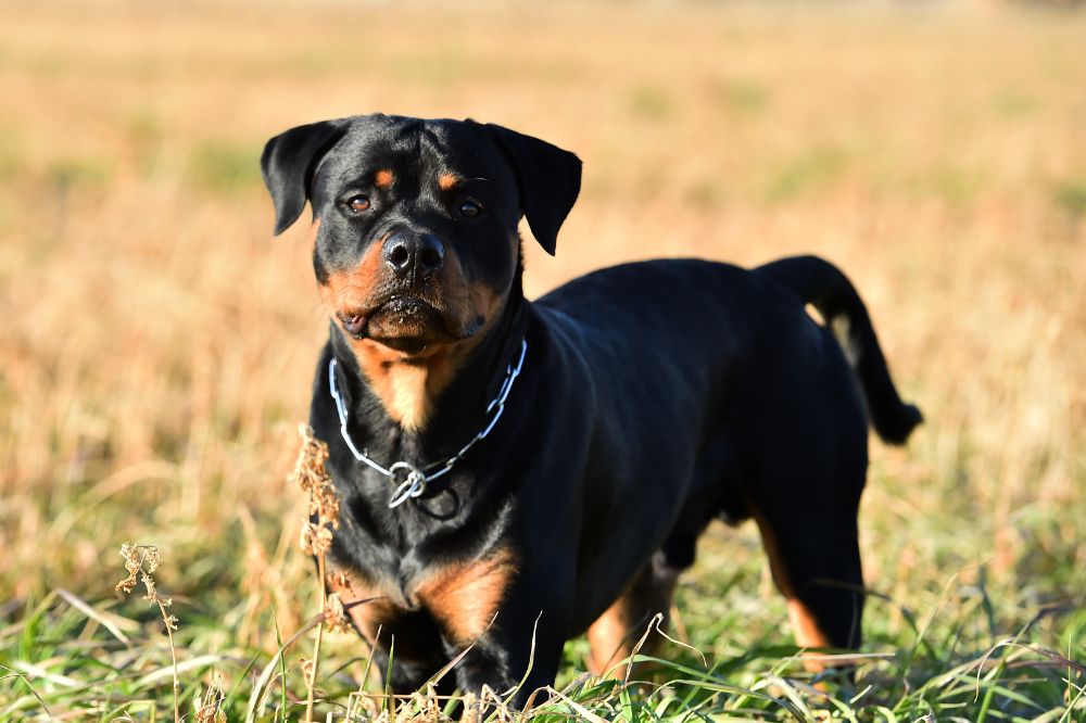 rottwieler per malattie cardiache
