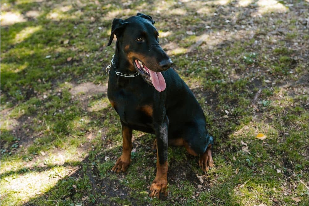 curiosita sul doberman che forse non sapevi