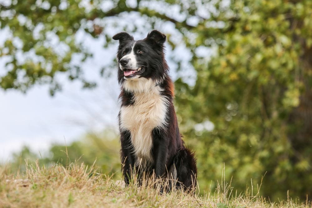 fatti sorprendenti sul Border Collie che forse non sapevi