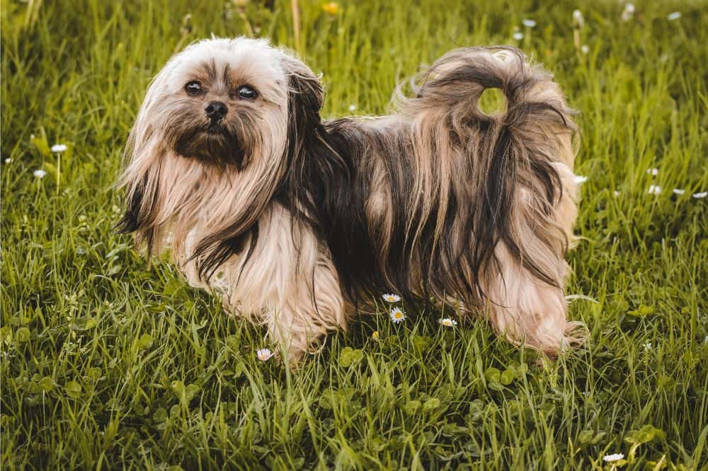 Aspectos curiosos del Shih Tzu