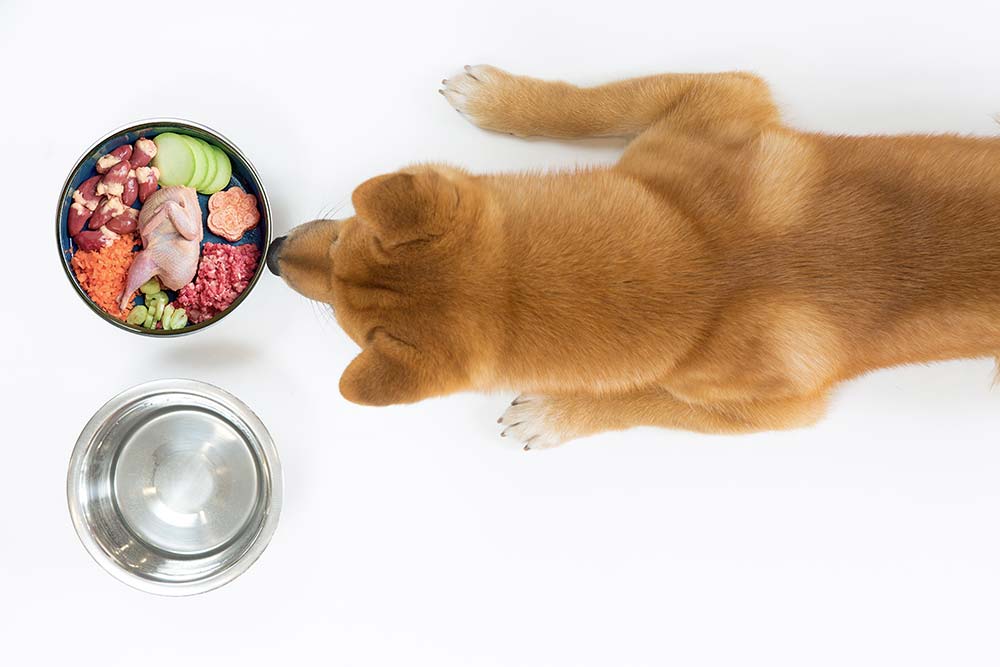 Avantages de lalimentation naturelle Shiba Inu