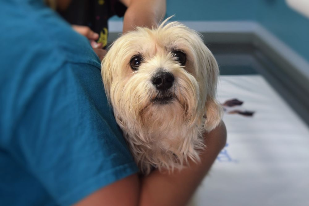 Beneficios de llevar a tu perro regularmente al veterinario