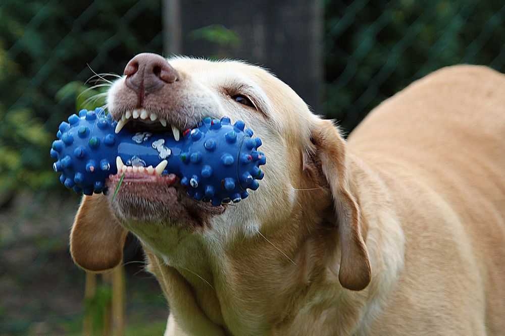 Consejos adicionales para ayudar a tu perro a lidiar con el estre?s