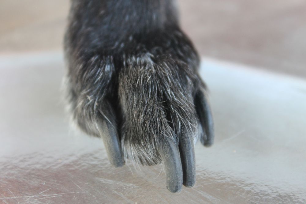 Consejos finales para cuidar de las un?as de tu peludo
