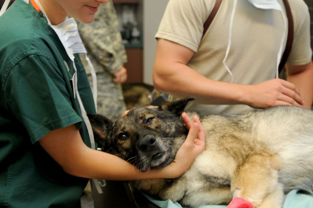 Familiari?zalo con el entorno veterinario desde cachorro