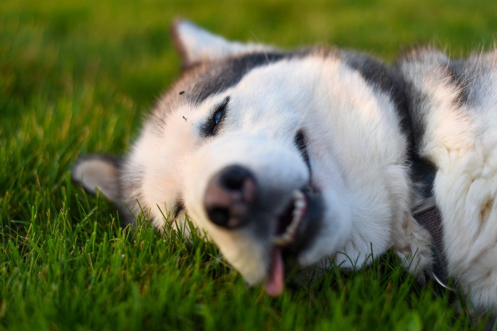 xr:d:DAFAZgxZSs:,j:,t: