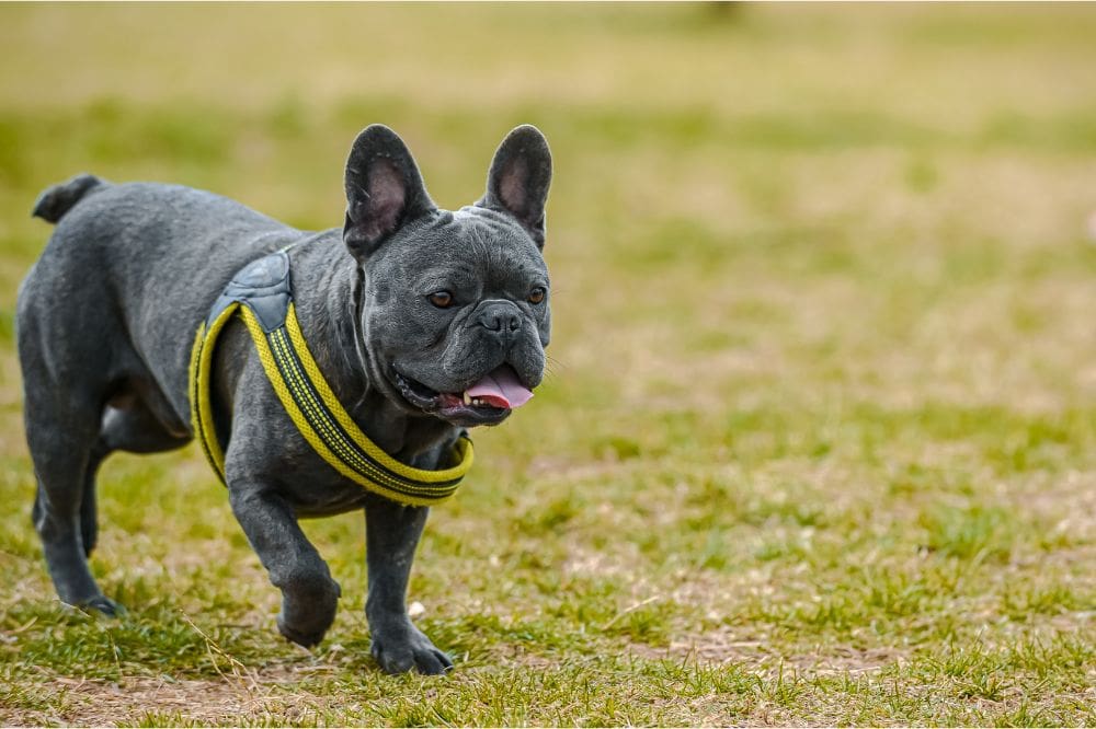 Informacio?n intrigante sobre el Bulldog France?s