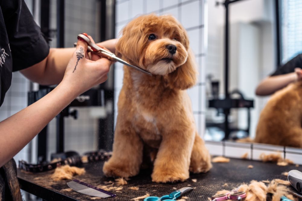 La importancia de una alimentacio?n adecuada para la higiene de tu perro