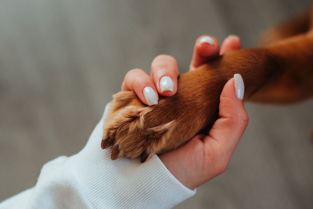 Las patas de los perros estructura y funcio?n
