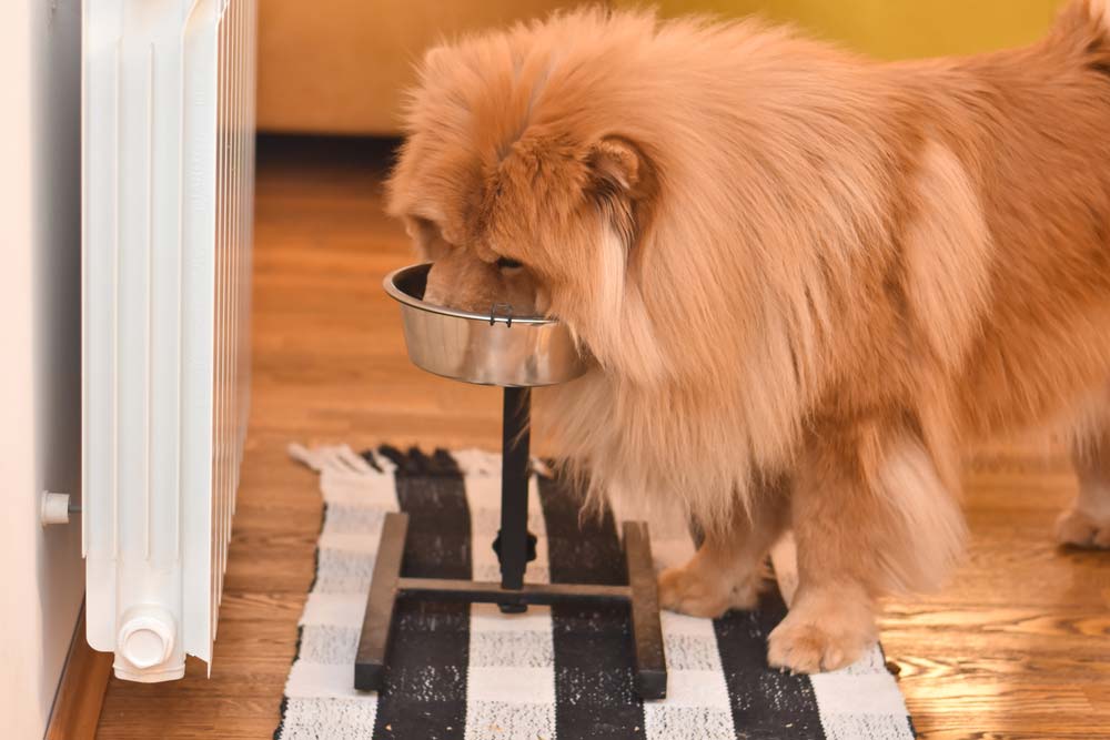 Meilleures options dalimentation pour Chow Chow