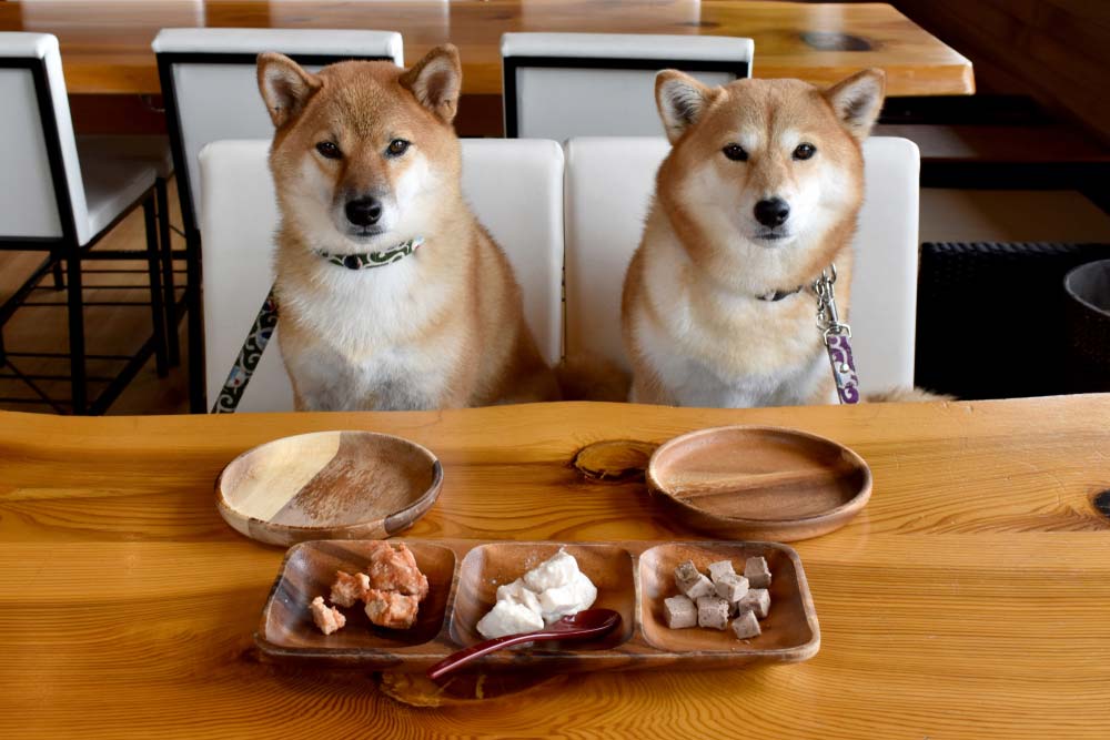 Meilleures options dalimentation pour Shiba Inu