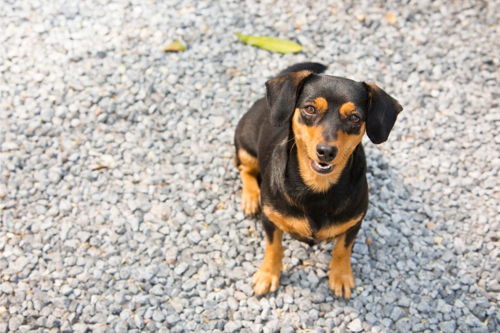 Puntos de intere?s sobre el Dachshund