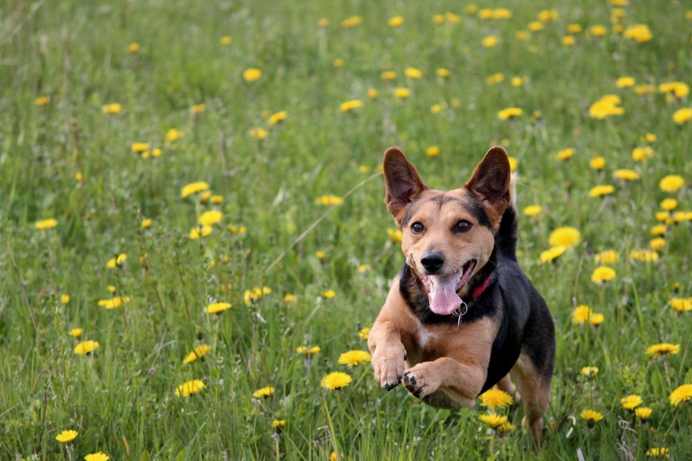 Razas de perros ma?s y menos propensas a saltar