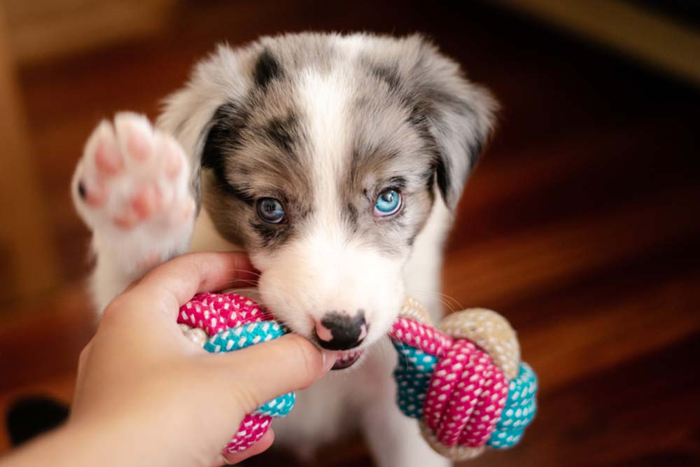 border collie chiot