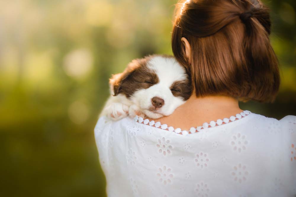 chiot border collie