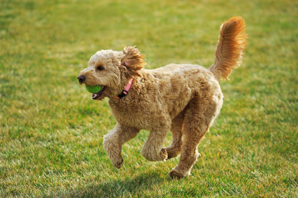 jeu de goldendoodle