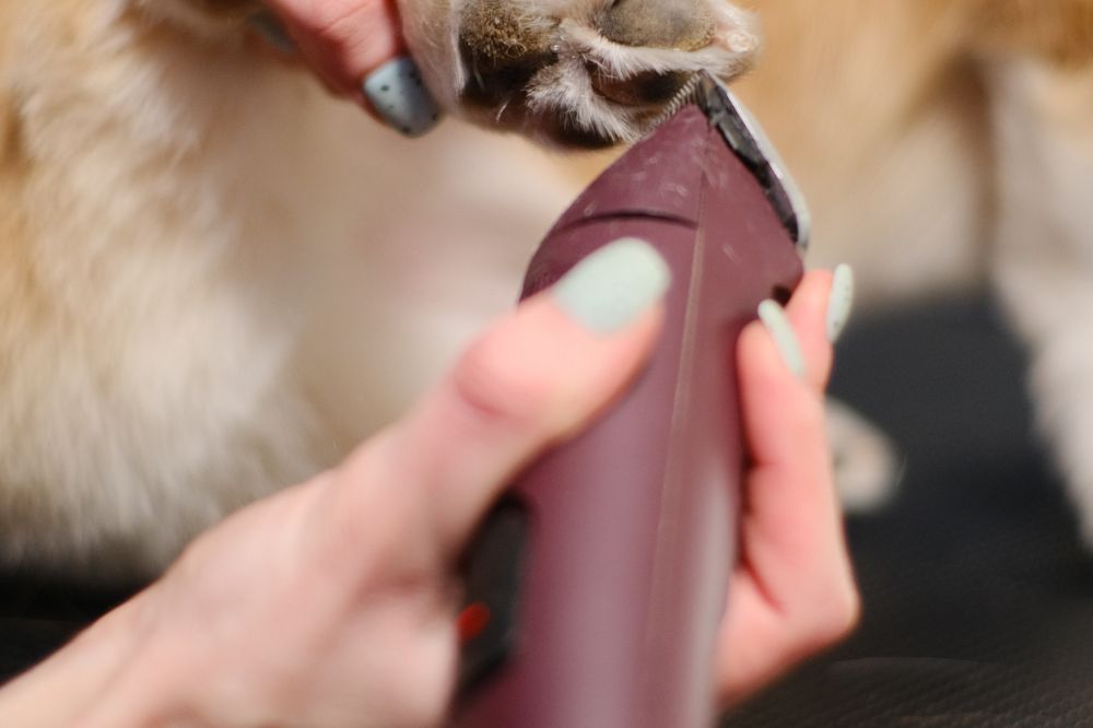 ¿Por que? es importante cuidar las un?as de tu perro?