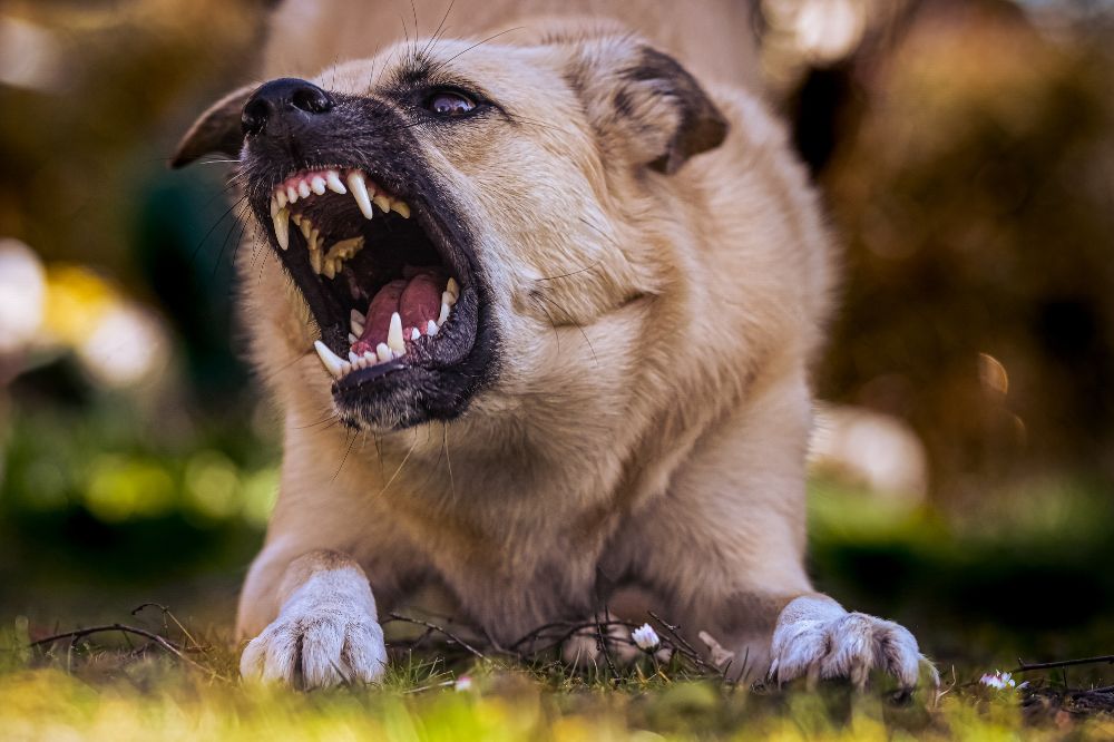 ¿Por que? es importante el cuidado dental en los perros?