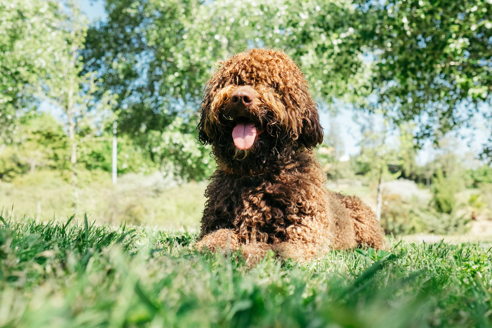 Brown,Spanish,Water,Dog,Lying,On,The,Grass ,Outdoor,Portrait