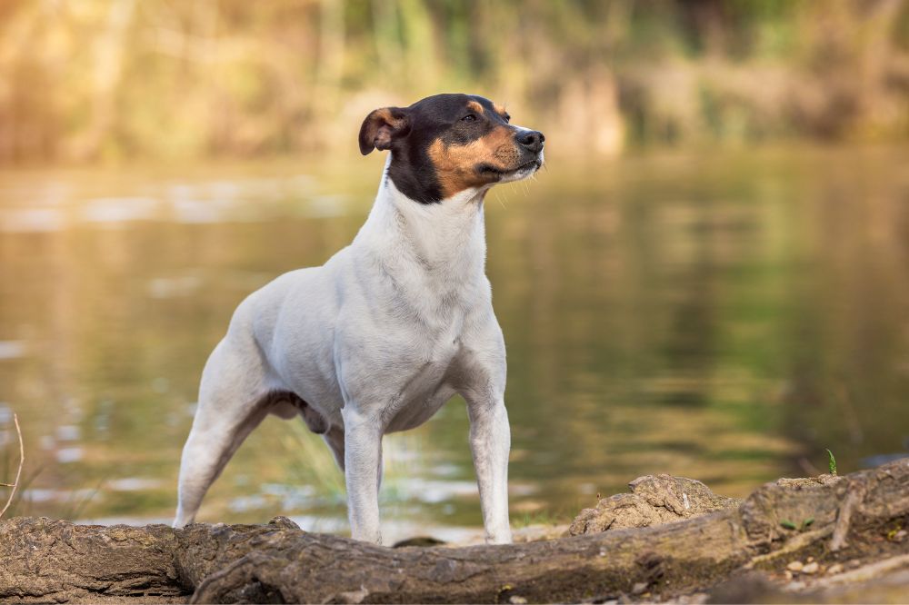 Alla scoperta dellagile Ratonero Bodeguero Andaluz